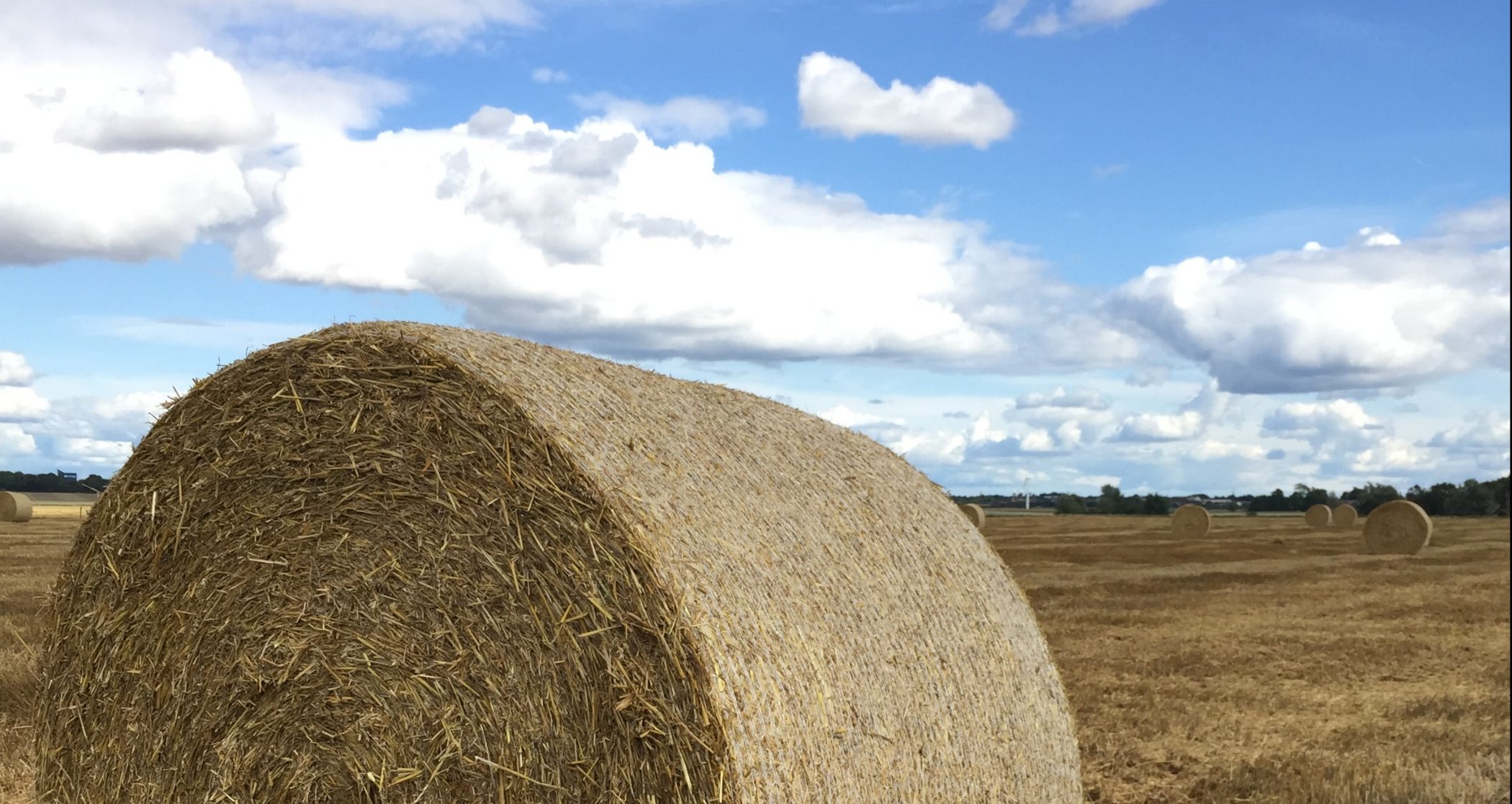 Biofuels from biomass from agricultural land land use change from a